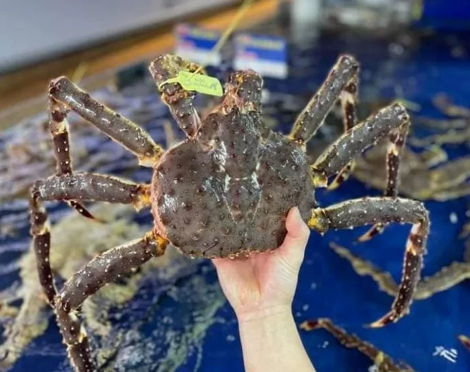 Nhà hàng Song Ngư - 286 Ngô Quảng, Cửa Lò