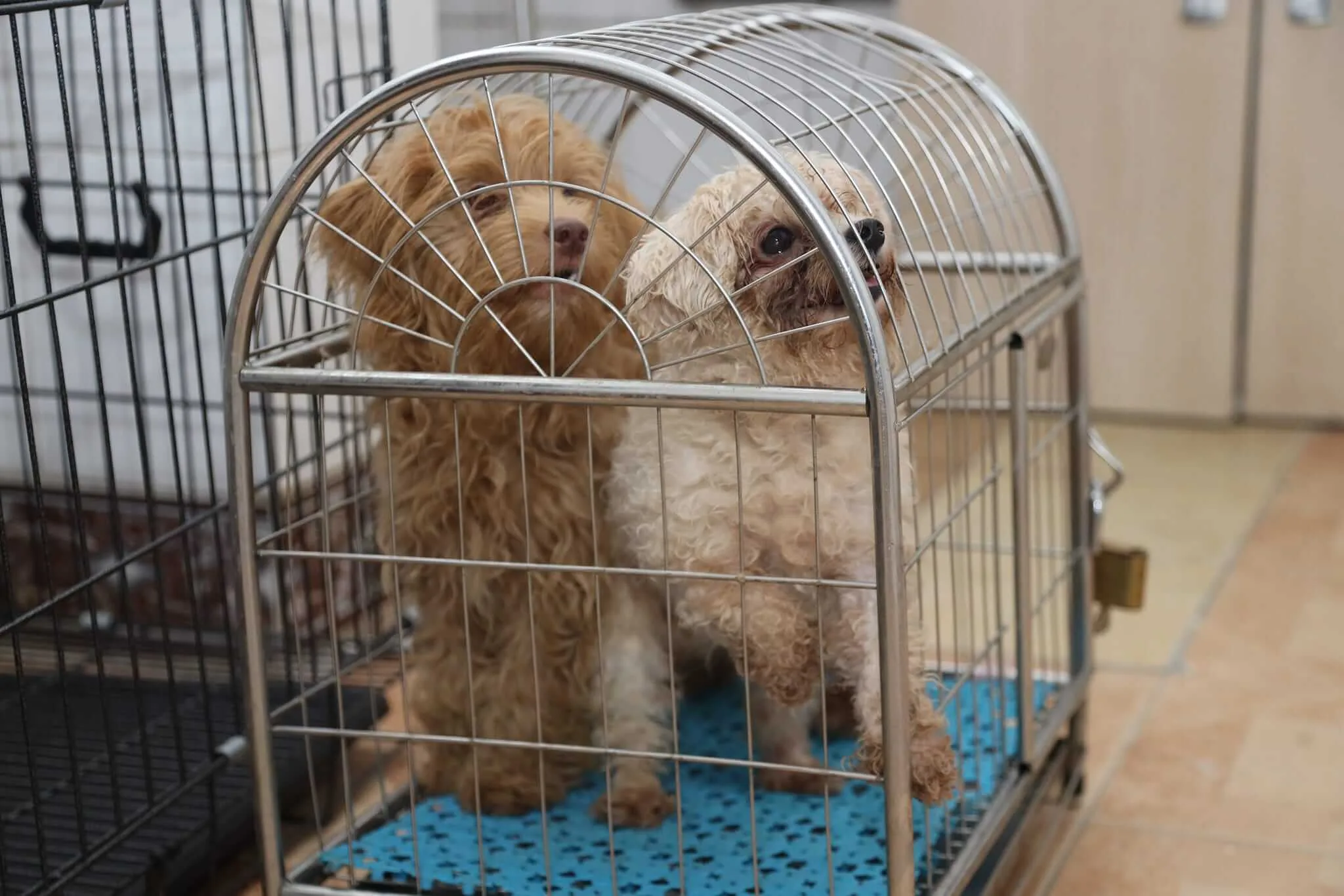 Bệnh viện thú y Ant-Pet  - 158 Phan Đình Phùng