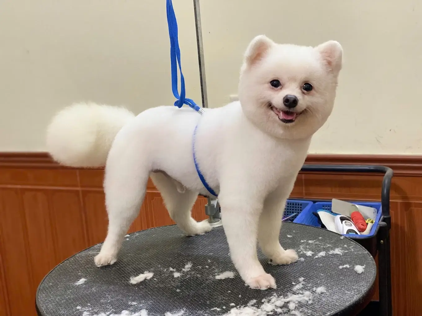 PetCare - 82 Nguyễn Sỹ Sách