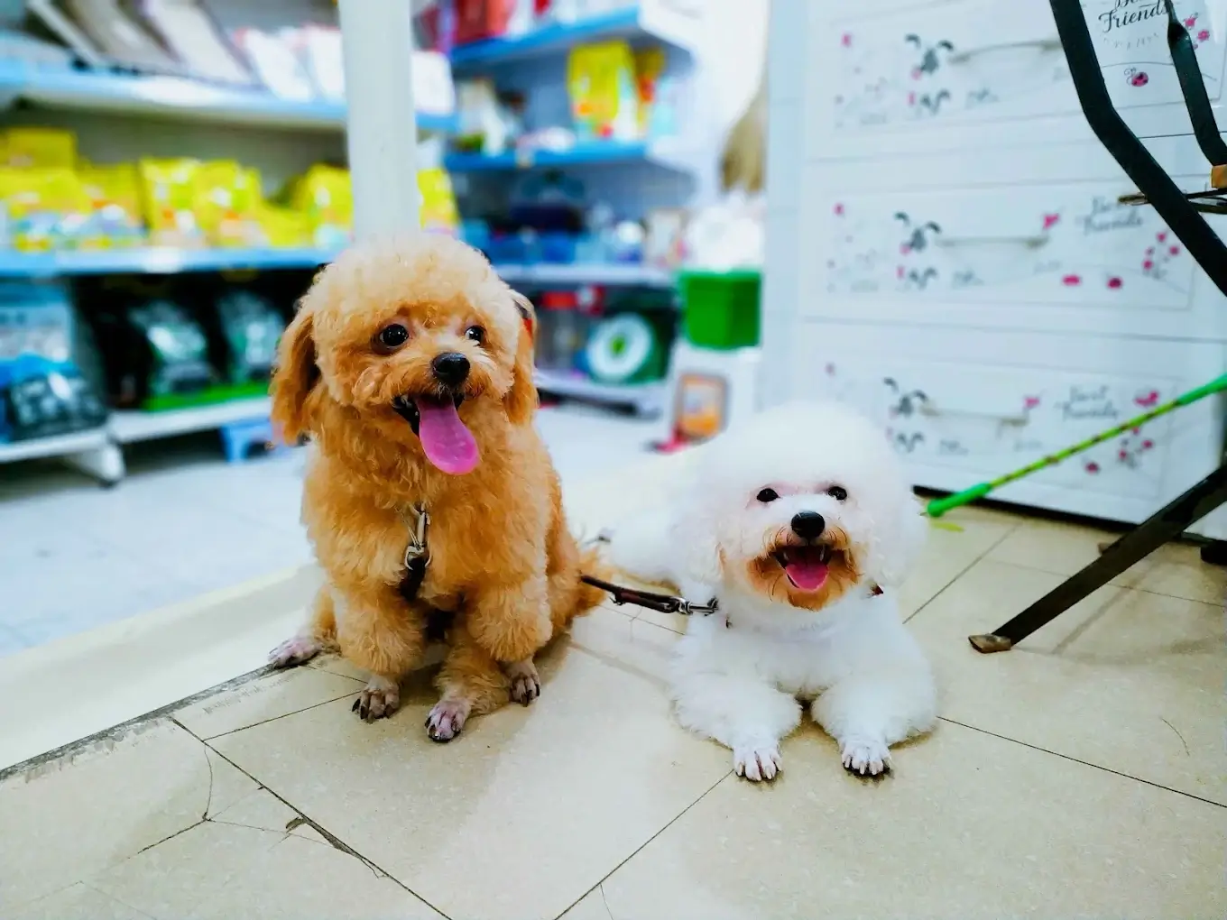 PetCare - 10 Hà Huy Tập