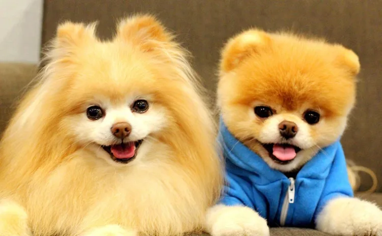 Phòng khám thú y Cửa Lò -  26 Nguyễn Thân Mến, Cửa Lò