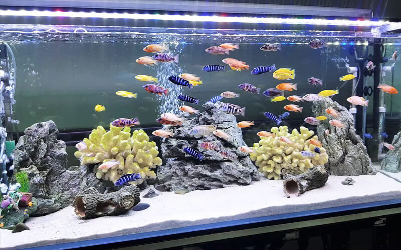 Top 5 địa chỉ bán bể cá cảnh ở Vinh Nghệ An đẹp, uy tín nhất 