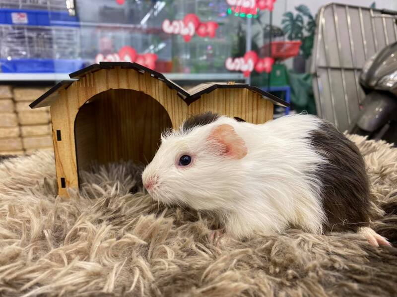 Top 3 shop bán chuột Hamster tại Vinh uy tín: Khỏe đẹp, giá rẻ